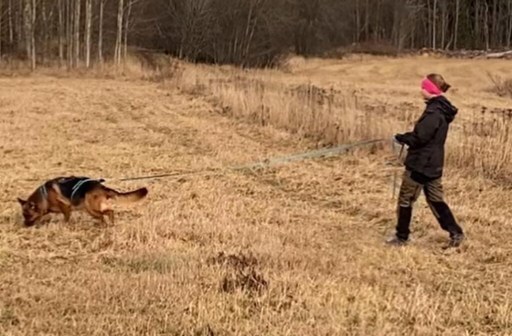 Hund och människa som spårar på en åker.