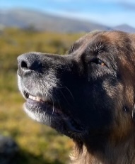 Hundnos i fokus.