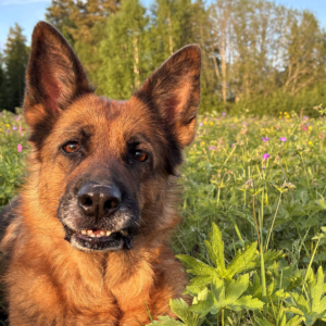 Förstå din hund och träna effektivt
