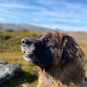 Nose Work introduktionskurs